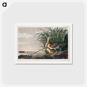 アートポストカード-Long-billed Curlew
 - ジョン ジェームス オーデュボン Postcard.