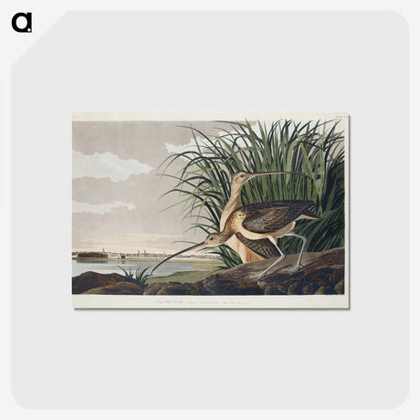 1-68_John-James-Audubon_postcard
