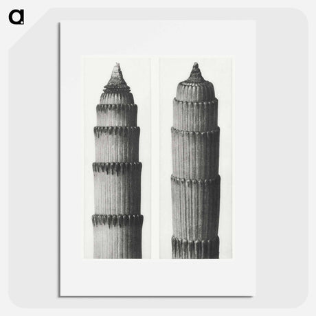 アートポスター-Equisetum Hiemale - カール ブロスフェルト Poster.