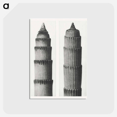 アートポストカード-Equisetum Hiemale - カール ブロスフェルト Postcard.