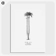 1-68_Les-Palmiers-Histoire-Iconographique_picture