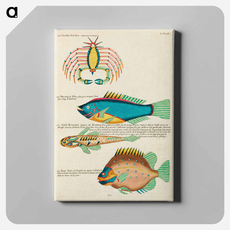 アートパネル-Moluccan Sea Curiosities
 - ルイ ルナール Canvas.