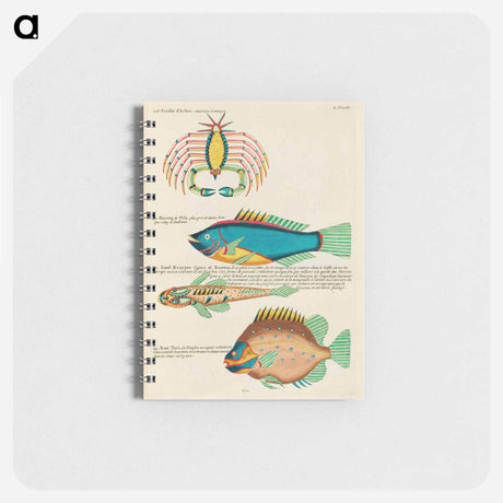 アートメモ帳-Moluccan Sea Curiosities
 - ルイ ルナール Memo.