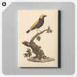 アートパネル-Euplectes afer (Yellow-Crowned Bishop)
 - ルイージ バルガーニ Canvas.