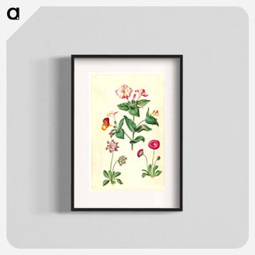 アートポスター-Mirabilis jalapa and Bellis perennis
 - マリア ジビーラ メーリアン Poster.