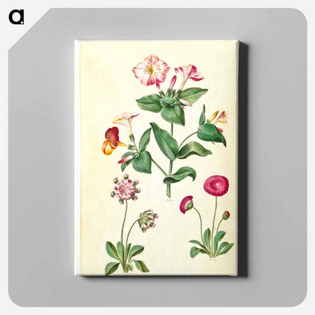 アートパネル-Mirabilis jalapa and Bellis perennis
 - マリア ジビーラ メーリアン Canvas.