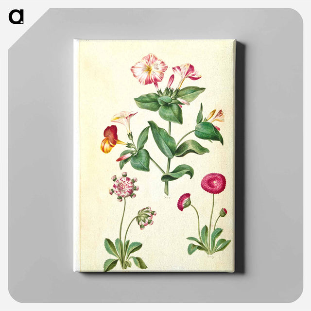 アートパネル-Mirabilis jalapa and Bellis perennis
 - マリア ジビーラ メーリアン Canvas.