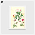 アートポストカード-Mirabilis jalapa and Bellis perennis
 - マリア ジビーラ メーリアン Postcard.