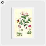 アートポストカード-Mirabilis jalapa and Bellis perennis
 - マリア ジビーラ メーリアン Postcard.