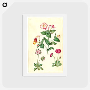 アートポストカード-Mirabilis jalapa and Bellis perennis
 - マリア ジビーラ メーリアン Postcard.
