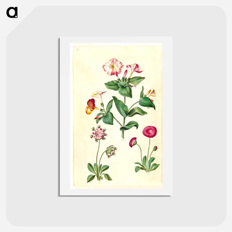アートポストカード-Mirabilis jalapa and Bellis perennis
 - マリア ジビーラ メーリアン Postcard.