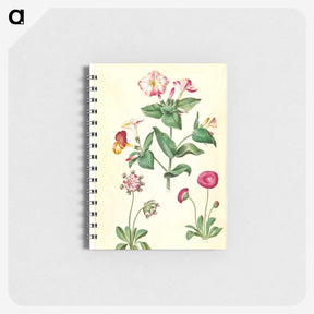 1-68_Maria-Sibylla-Merian_memo