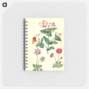 アートメモ帳-Mirabilis jalapa and Bellis perennis
 - マリア ジビーラ メーリアン Memo.