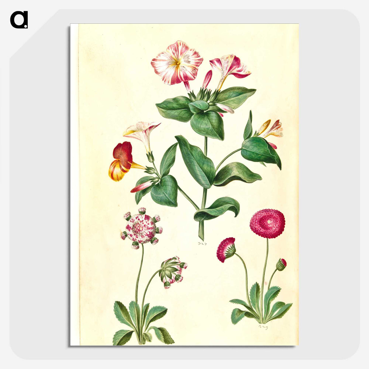 1-68_Maria-Sibylla-Merian_picture-crop