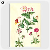 1-68_Maria-Sibylla-Merian_picture-crop