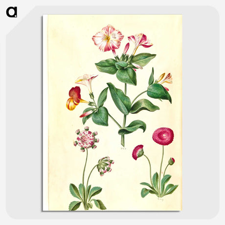 1-68_Maria-Sibylla-Merian_picture-crop