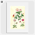 1-68_Maria-Sibylla-Merian_picture