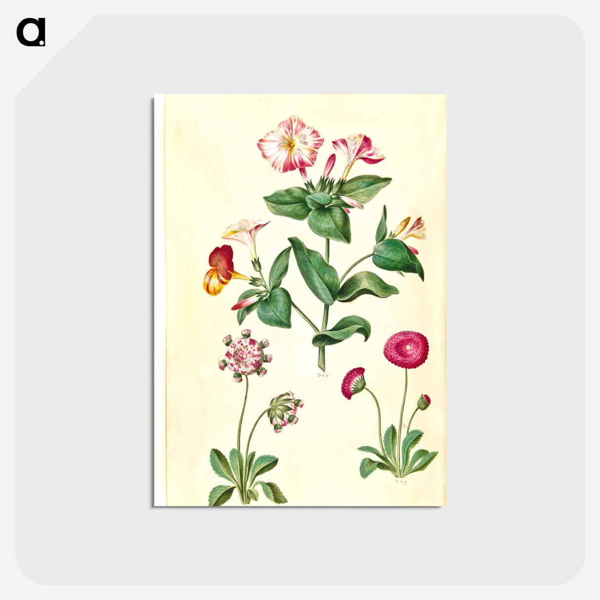 アートポストカード-Mirabilis jalapa and Bellis perennis
 - マリア ジビーラ メーリアン Postcard.