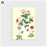 アートポストカード-Mirabilis jalapa and Bellis perennis
 - マリア ジビーラ メーリアン Postcard.