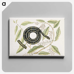 1-68_Mark-Catesby_canvas
