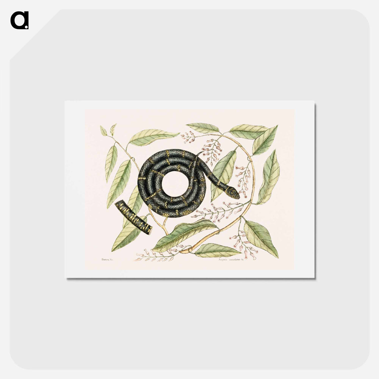 アートポストカード-Eastern King Snake
 - マーク ケイツビー Postcard.