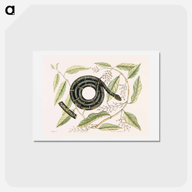 アートポストカード-Eastern King Snake
 - マーク ケイツビー Postcard.