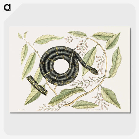 1-68_Mark-Catesby_picture-crop