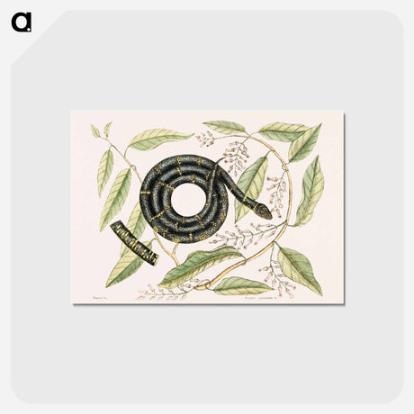 アートポストカード-Eastern King Snake
 - マーク ケイツビー Postcard.