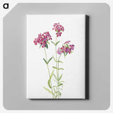 1-68_Mary-Vaux-Walcott_canvas