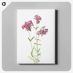 1-68_Mary-Vaux-Walcott_canvas