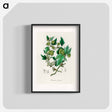 アートポスター-Hop Illustration
 - 薬用植物学 Poster.