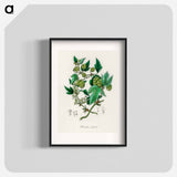 アートポスター-Hop Illustration
 - 薬用植物学 Poster.