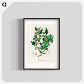 アートポスター-Hop Illustration
 - 薬用植物学 Poster.