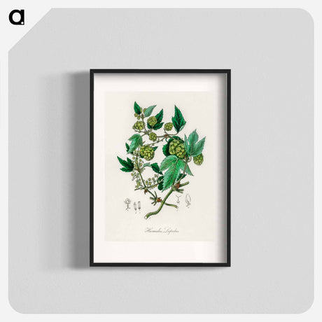 アートポスター-Hop Illustration
 - 薬用植物学 Poster.