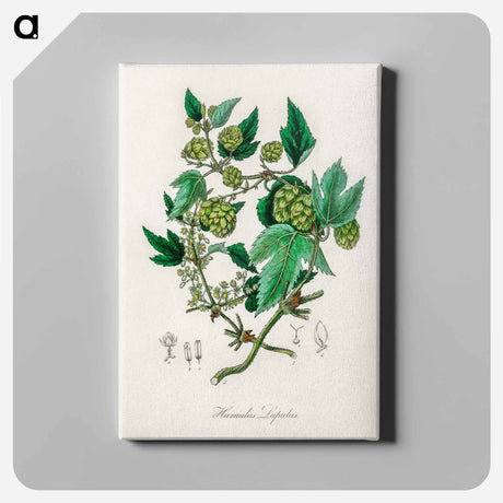 アートパネル-Hop Illustration
 - 薬用植物学 Canvas.