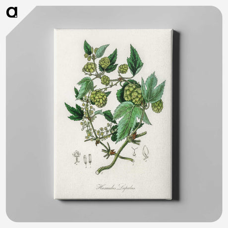 1-68_Medical-Botany_canvas