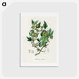 1-68_Medical-Botany_hagaki