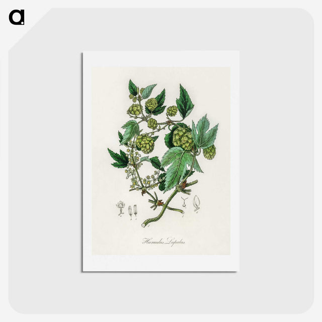 1-68_Medical-Botany_hagaki