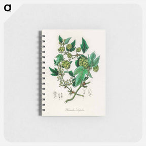 アートメモ帳-Hop Illustration
 - 薬用植物学 Memo.