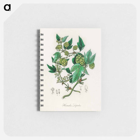 アートメモ帳-Hop Illustration
 - 薬用植物学 Memo.
