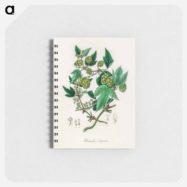 アートメモ帳-Hop Illustration
 - 薬用植物学 Memo.