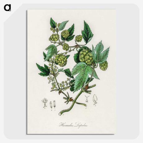1-68_Medical-Botany_picture-crop
