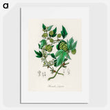 アートポスター-Hop Illustration
 - 薬用植物学 Poster.