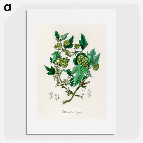 アートポスター-Hop Illustration
 - 薬用植物学 Poster.