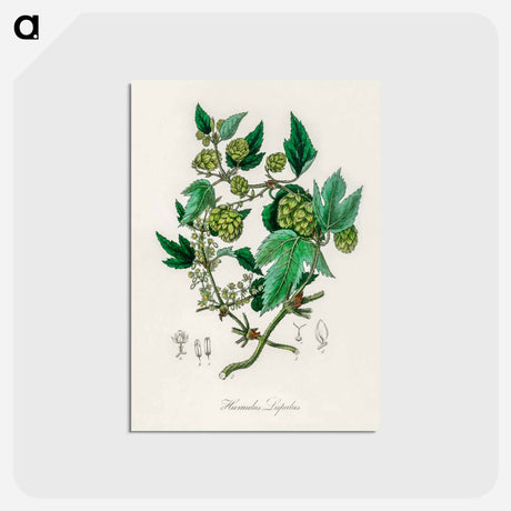 アートポストカード-Hop Illustration
 - 薬用植物学 Postcard.