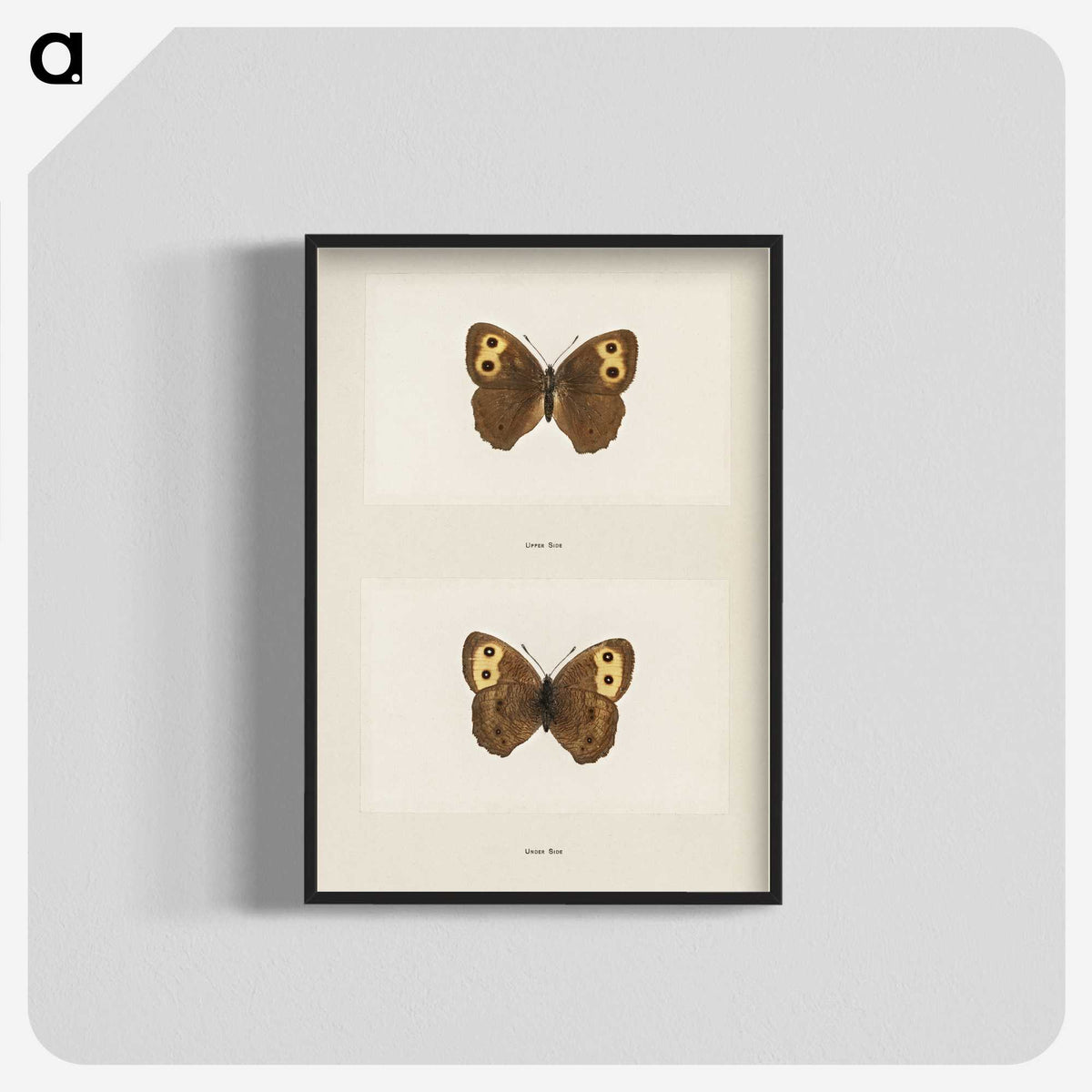 1-68_Moths-and-Butterflies-of-the-United-States_blk-crop