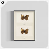 1-68_Moths-and-Butterflies-of-the-United-States_blk-crop