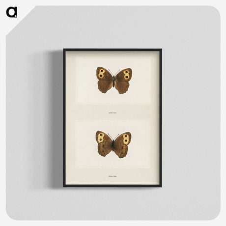 1-68_Moths-and-Butterflies-of-the-United-States_blk-crop