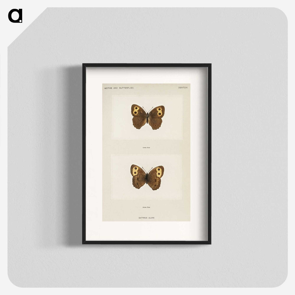 1-68_Moths-and-Butterflies-of-the-United-States_blk