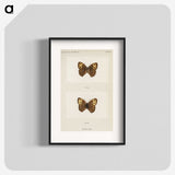 1-68_Moths-and-Butterflies-of-the-United-States_blk